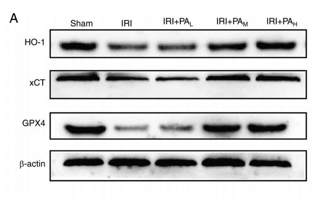Pachymic acid Pachymic acid