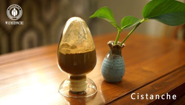 cistanche extract