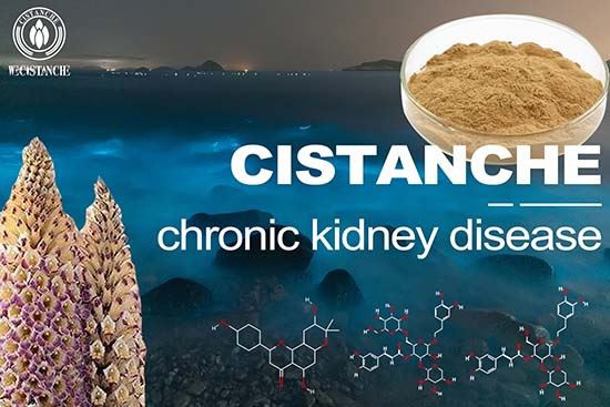 Cistanche-chronickidney disease-6(84)