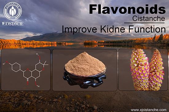 Flavonoid of Cistanche can improve kidney function