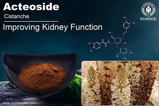 Acteoside of Cistanche can improve kidney function