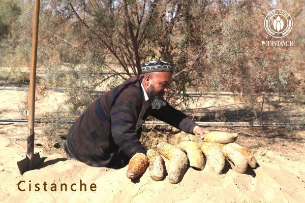 Cistanche is a skin-whitening ingredient. Cistanche is a skin-whitening ingredient.