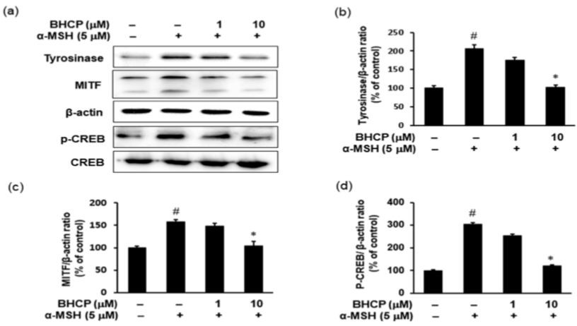 Figure 5. Effects of BHCP on the expression levels of phosphorylation of CREB, MITF, and tyrosinase in α-MSH-stimulated B16F10 melanoma cells. 