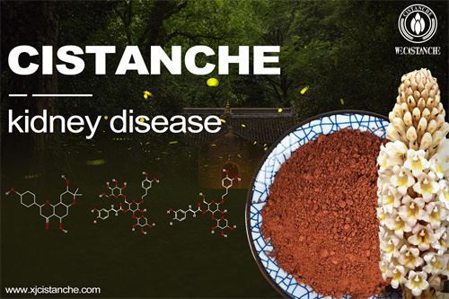 Cistanche deserticola prevents kidney disease, click here to get the sample
