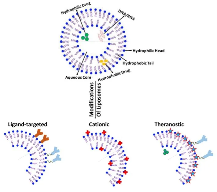 Figure 1 | Basic structure of liposome and structural modification of liposomes for infiltration to brain.