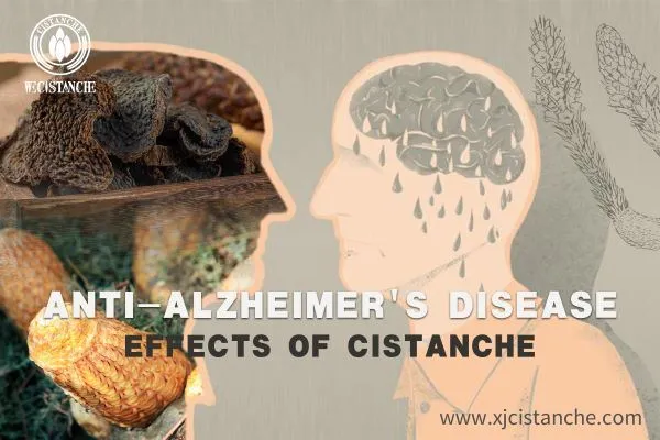 Cistanche ameliorates Alzheimer's disease