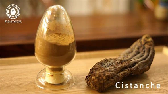 Benefit of cistanche: anti-tumor Benefit of cistanche: anti-tumor
