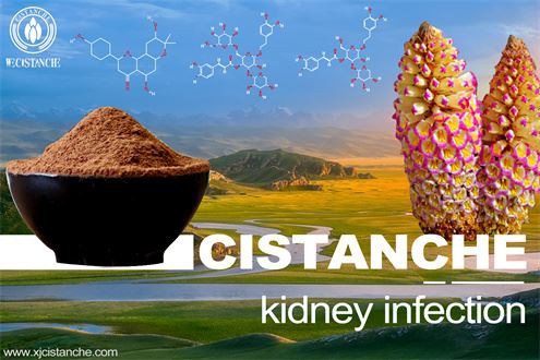 treatment of kidney infection: cistanche