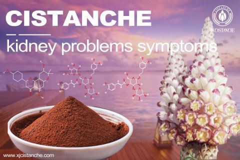 Cistanche-kidney prodlems symptoms-2(98)