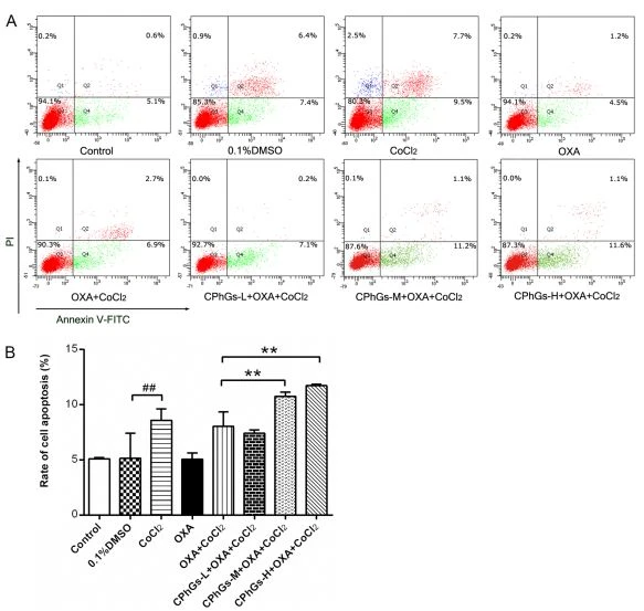 Figure 4. Effect of CPhGs combined with OXA on the percentage of apoptotic HepG2 cells at 48 h, as determined by Annexin‑V/PI double staining. Figure 4. Effect of CPhGs combined with OXA on the percentage of apoptotic HepG2 cells at 48 h, as determined by Annexin‑V/PI double staining.
