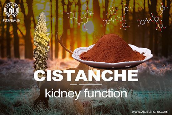Cistanche is the first choice for protecting kidney function and preventing chronic diseases. Click here to learn more