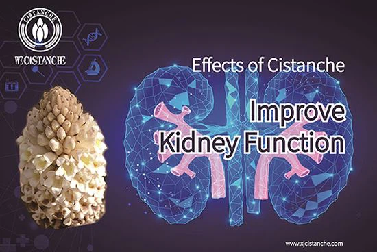 Cistanche can treat chronic kidney disease