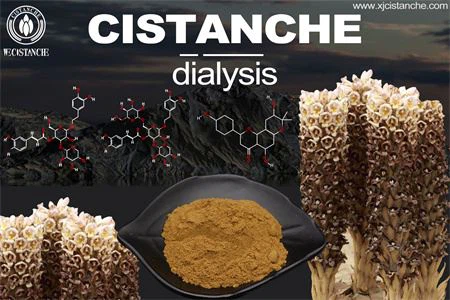 Cistanche-kidney dialysis-5(23)