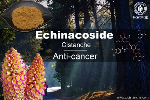 Cistanche: anti-cancer Cistanche: anti-cancer