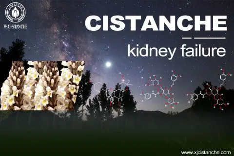 cistanche-kidney failure-2(44) cistanche-kidney failure-2(44)