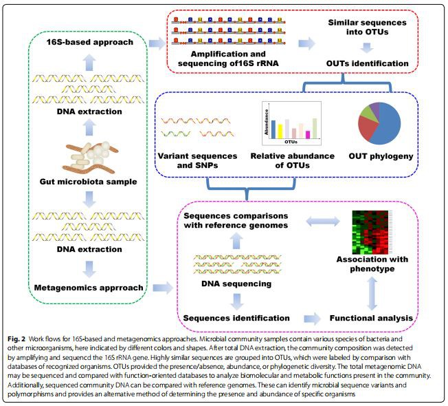 Fig. 2 Work fows for 16S-based and metagenomics approaches. Microbial community samples contain various species of bacteria and  other microorganisms, here indicated by diferent colors and shapes.