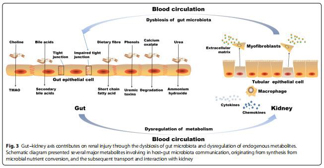 Fig. 3 Gut–kidney axis contributes on renal injury through the dysbiosis of gut microbiota and dysregulation of endogenous metabolites.  Schematic diagram presented several major metabolites involving in host-gut microbiota communication, originating from synthesis from  microbial nutrient conversion, and the subsequent transport and interaction with kidney