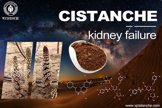 Cistanche can relieve kidney disease Cistanche can relieve kidney disease