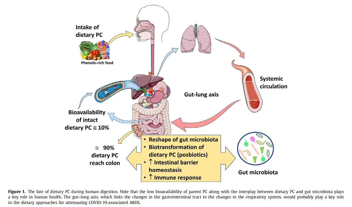 The fate of dietary PC during human digestion The fate of dietary PC during human digestion