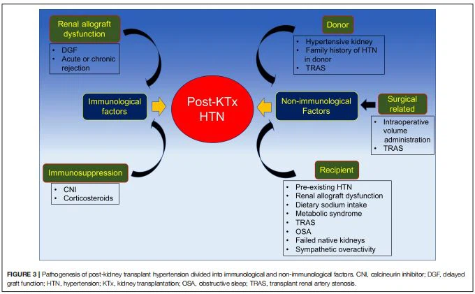 FIGURE 3 | Pathogenesis of post-kidney transplant hypertension divided into immunological and non-immunological factors. CNI, calcineurin inhibitor; DGF, delayed graft function; HTN, hypertension; KTx, kidney transplantation; OSA, obstructive sleep; TRAS, transplant renal artery stenosis. FIGURE 3 | Pathogenesis of post-kidney transplant hypertension divided into immunological and non-immunological factors. CNI, calcineurin inhibitor; DGF, delayed graft function; HTN, hypertension; KTx, kidney transplantation; OSA, obstructive sleep; TRAS, transplant renal artery stenosis.