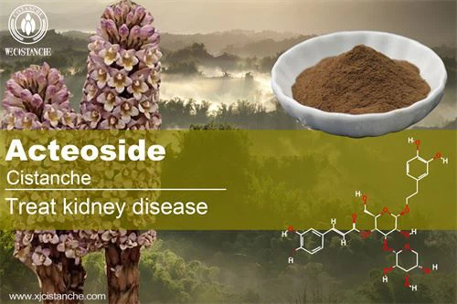 acteoside in cistanche have good effcts to antioxidant acteoside in cistanche have good effcts to antioxidant