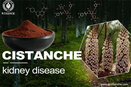 cistanche-kidney disease-6(54) cistanche-kidney disease-6(54)