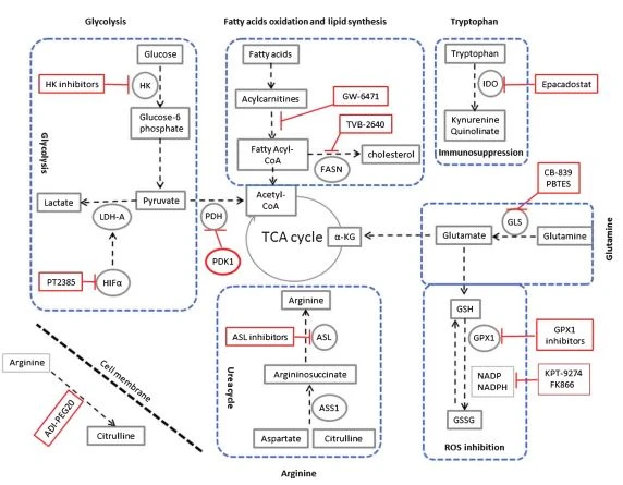 Fig. 1. Targeting metabolic reprogramming in ccRCC. Glycolysis can be inhibited using inhibitors for hexokinase (HK), the hypoxiainducible factor  (HIF- ) such as PT2385, Lactate dehydrogenase (LDH-A).
