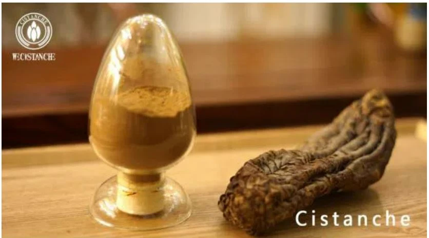 cistanche tubulosa cistanche tubulosa