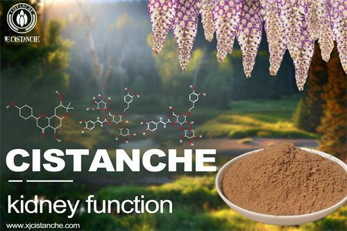 Cistanche-kidney function
