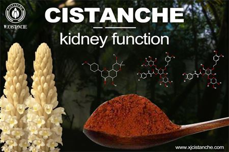 cistanche-kidney function-2(56)