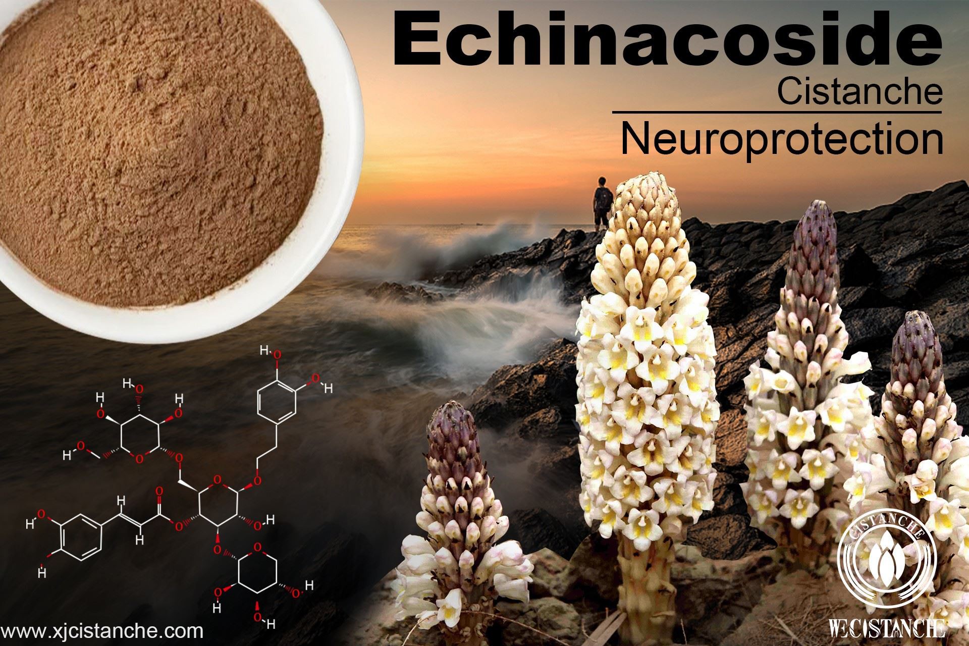 cistanche:Echinacoside 