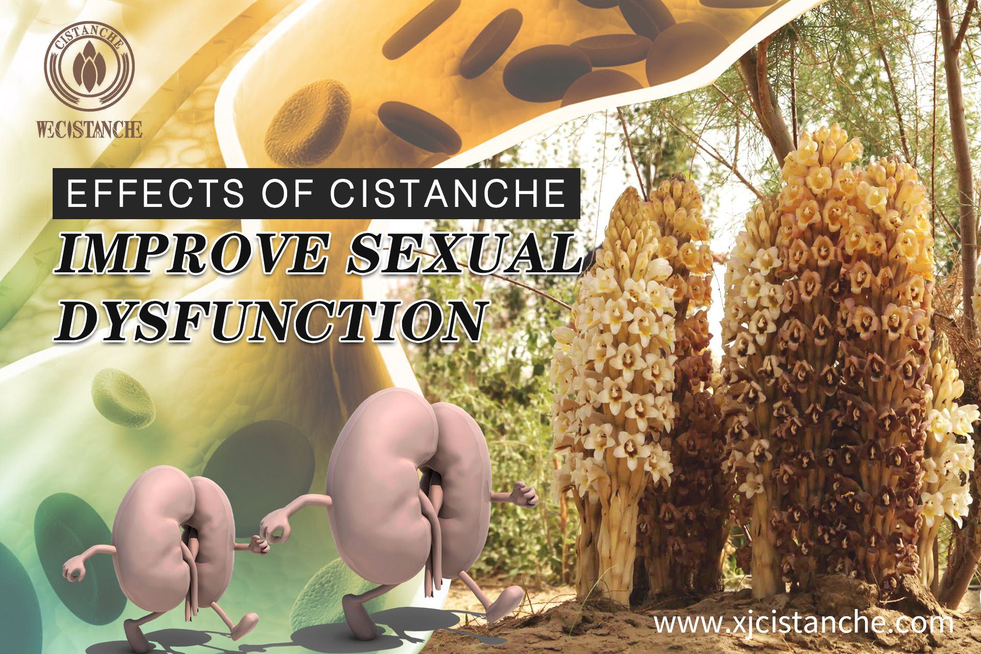 improve kidney funciton cistanche improve kidney funciton cistanche
