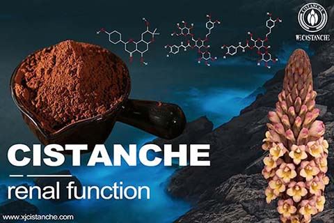 Cistanche can improve kidney function Cistanche can improve kidney function