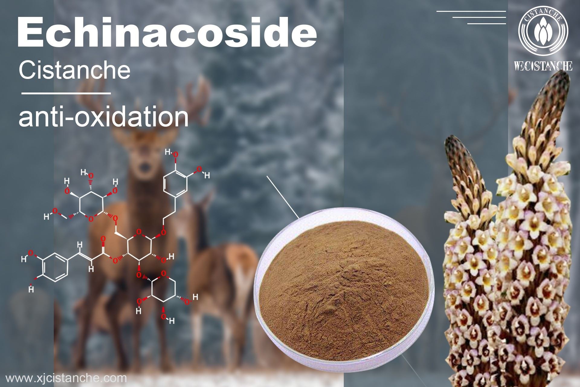 Echinacoside: Anti-oxidation 2 Echinacoside: Anti-oxidation 2