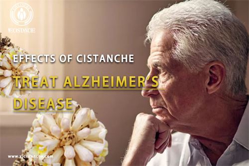 Cistanche can prevent Alzheimer's disease Cistanche can prevent Alzheimer's disease