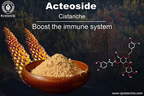 phenylethanoid glycosides in Cistanche deserticola phenylethanoid glycosides in Cistanche deserticola