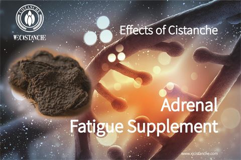effects of cistanche：relieve adrenal fatigue2