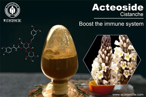 acteoside in cistanche