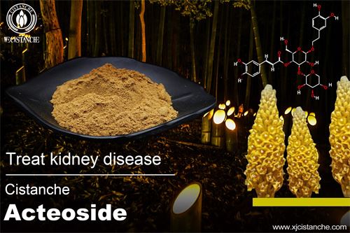 cistanche can treat kidney disease improve renal function cistanche can treat kidney disease improve renal function