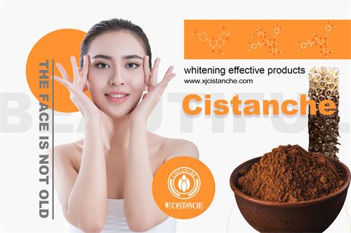 Cistanche can anti-aging and whiten skin Cistanche can anti-aging and whiten skin