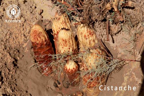cistanche cistanche