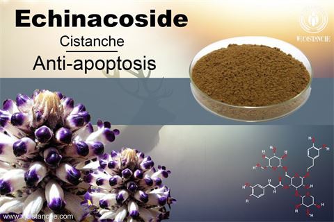 Benefit of Cistanche