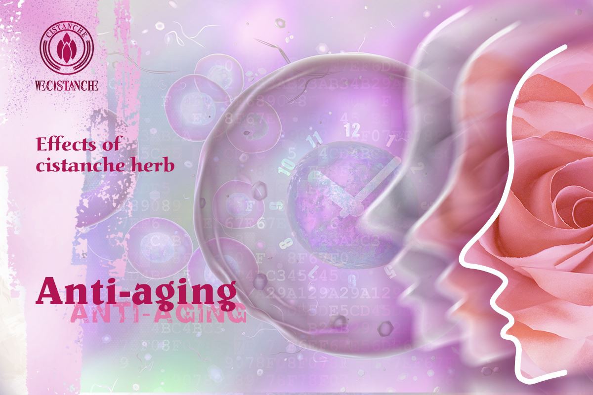 Benefit of Cistanche