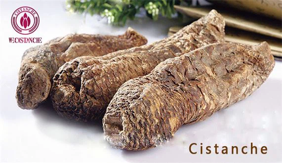 cistanche herb