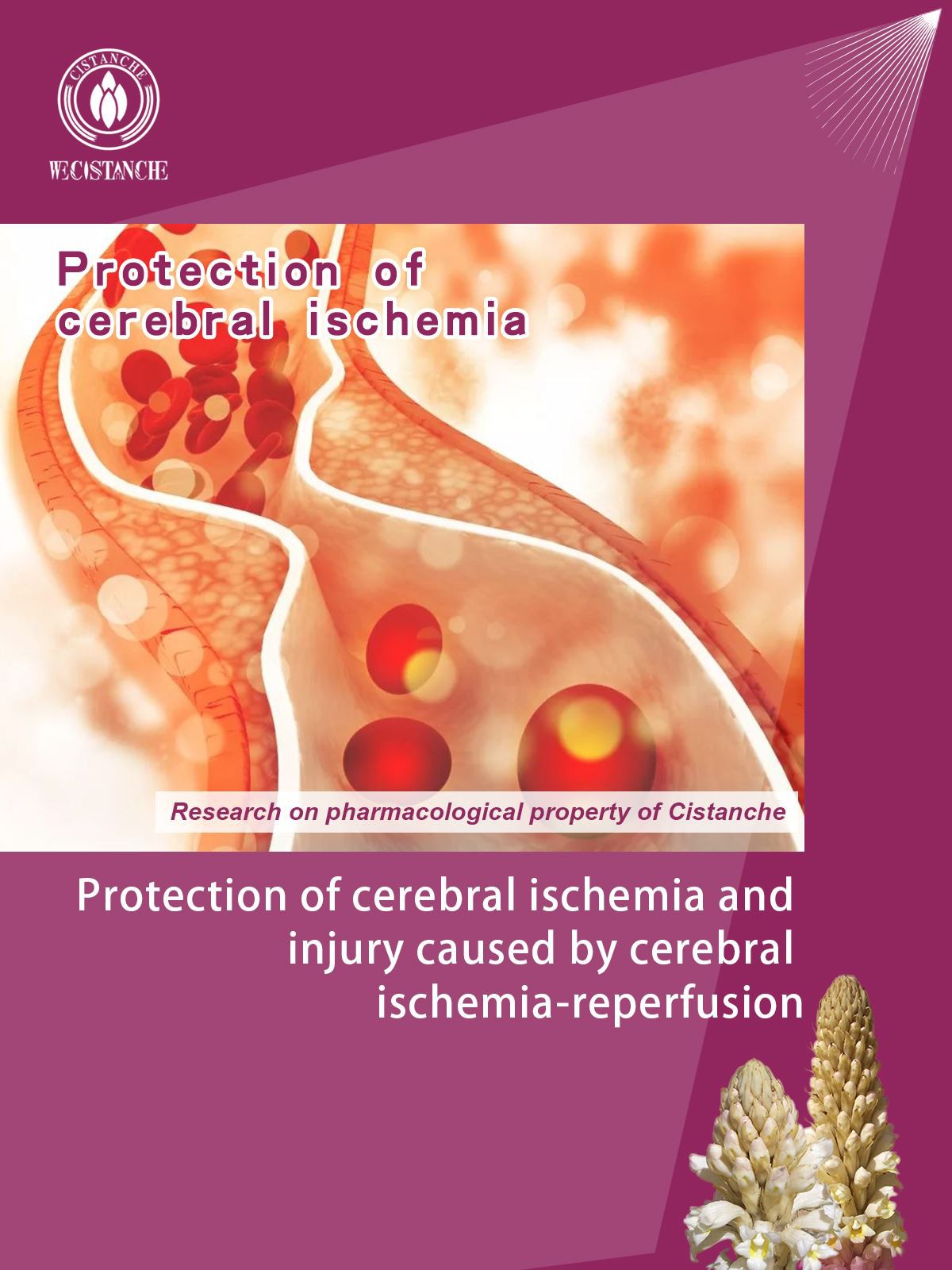 effects of cistanche