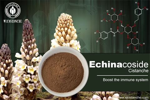 BENEFIT OF CISTANCHE BENEFIT OF CISTANCHE
