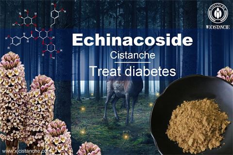 Effects of cistanche: treat diabetes diseases