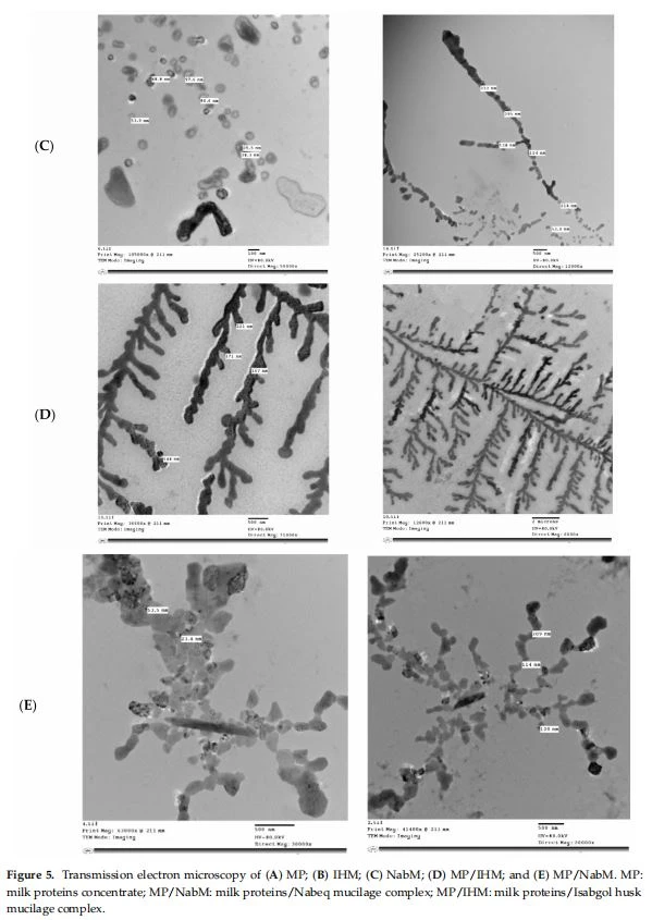 Transmission electron microscopy of (A) MP; (B) IHM; (C) NabM; (D) MP/IHM; and (E) MP/NabM. MP: milk proteins concentrate; MP/NabM: milk proteins/Nabeq mucilage complex; MP/IHM: milk proteins/Isabgol husk mucilage complex.