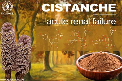 Cistanche: the treatment herb for kidney diseases Cistanche: the treatment herb for kidney diseases