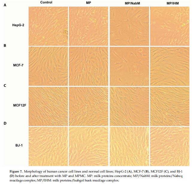 Morphology of human cancer cell lines and normal cell lines; HepG-2 (A), MCF-7 (B), MCF12F (C), and BJ-1 (D) before and after treatment with MP and MPMC. MP: milk proteins concentrate; MP/NabM: milk proteins/Nabeq mucilage complex; MP/IHM: milk proteins/Isabgol husk mucilage complex.